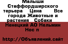 Малыши Стаффордширского терьера  › Цена ­ 1 - Все города Животные и растения » Собаки   . Ненецкий АО,Нельмин Нос п.